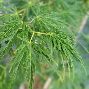 Acer palmatum var. dissectum 'Seiryu'
