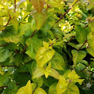 Abelia x grandiflora 'Canyon Creek'
