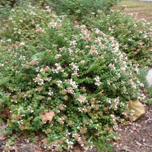 Abelia x grandiflora 'Little Richard'
