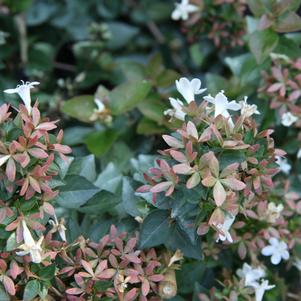 Abelia x grandiflora 'Rose Creek'