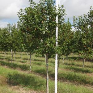 Acer ginnala 'Flame'