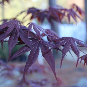 Acer palmatum 'Emperor 1'