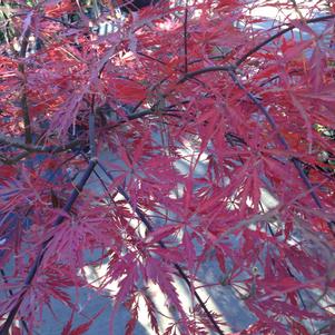 Acer palmatum var. dissectum 'Crimson Queen'