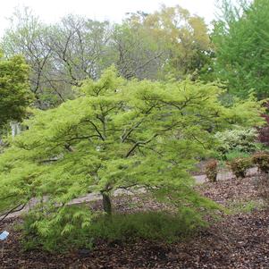 Acer palmatum var. dissectum 'Viridis'