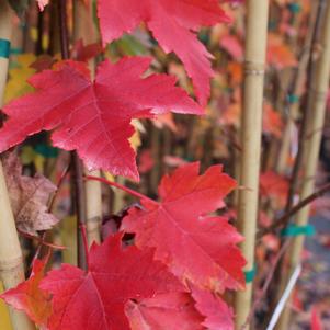 Acer rubrum Brandywine