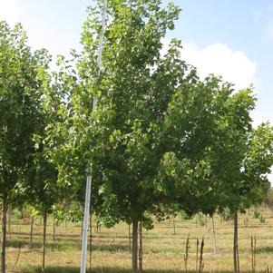 Acer rubrum 'Redpointe®'