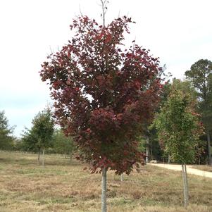 Acer rubrum 'October Glory'