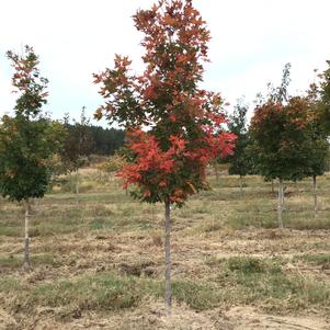 Acer saccharum Legacy