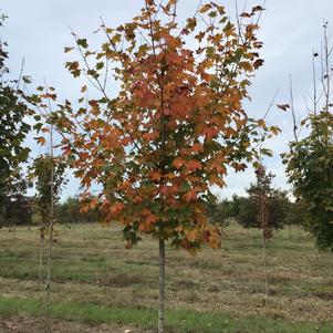 Acer saccharum 