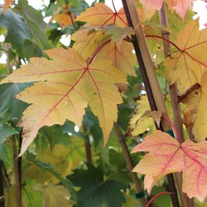 Acer x freemanii 'Armstrong'