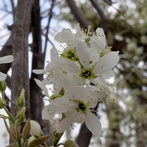 Amelanchier laevis 