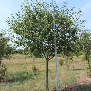 Amelanchier x grandiflora 'Autumn Brilliance'