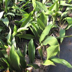 Aspidistra elatior 