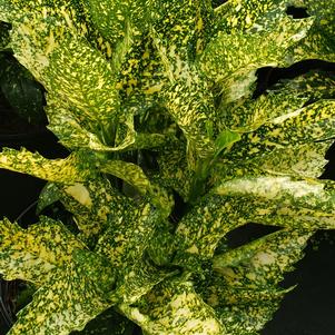 Aucuba japonica 'Crotonifolia'