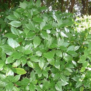 Aucuba japonica 'Rozannie'