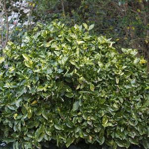 Aucuba japonica 'Variegata Nana'