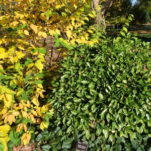 Aucuba japonica 'Green'