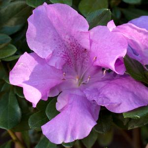 Azalea Encore® Autumn Lilac®