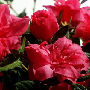 Azalea Encore® Autumn Rouge®