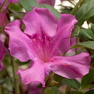 Azalea Encore® Autumn Royalty®