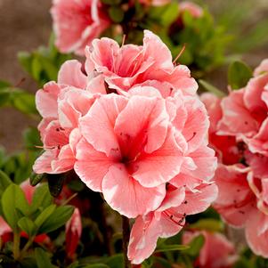 Azalea Encore® Autumn Sunburst®