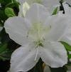 Azalea 'Delaware Valley White'