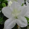 Azalea Delaware Valley White