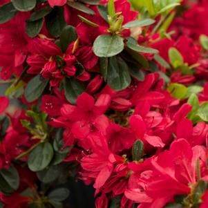 Azalea 'Wolfpack Red'