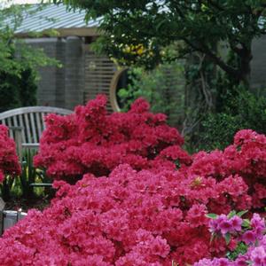 Azalea Girard's Rose