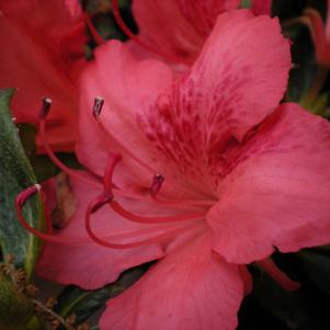 Azalea 'Fashion'