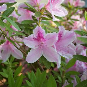 Azalea 'George Tabor'