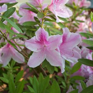 Azalea George Tabor