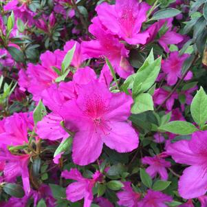 Azalea Formosa