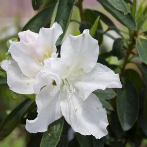 Azalea 'G.G. Gerbing'