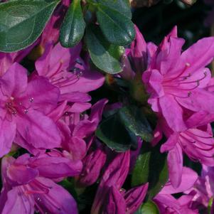 Azalea Mildred