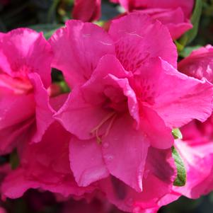 Azalea Carror