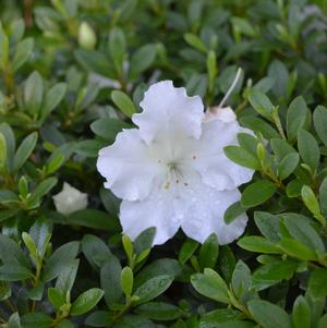 Azalea 'Gumpo White'