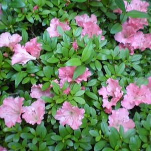 Azalea 'Gumpo Pink'