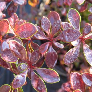 Berberis thunbergii Crimson Pygmy