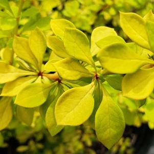 Berberis thunbergii Aurea