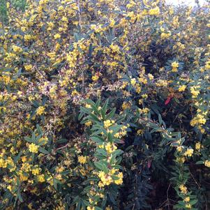 Berberis x gladwynensis William Penn