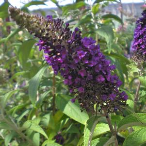 Buddleia davidii Black Knight