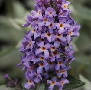 Buddleia Flutterby Petite® Blue Heaven