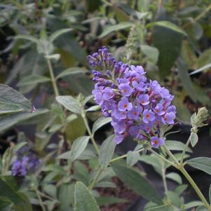 Buddleia davidii Petite Indigo®