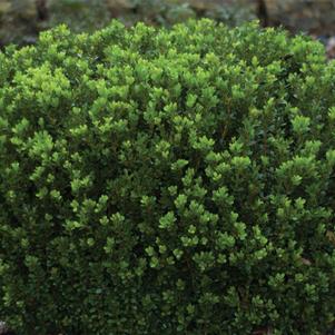Buxus microphylla 'Baby Gem™'