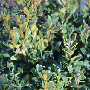 Buxus microphylla 'Wintergreen'