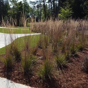 Calamagrostis x acutiflora 'Karl Foerster'