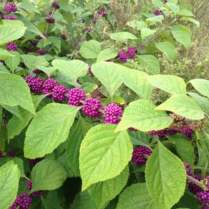 Callicarpa americana Atropurpurea