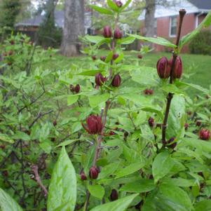 Calycanthus floridus 