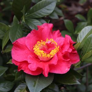 Camellia japonica 'JC Raulston'